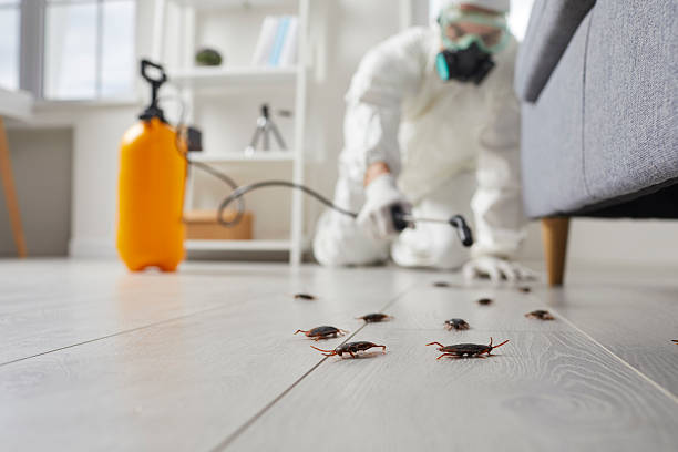 Trusted Cockroach Control service in Englewood, CO - Nex Pest Control